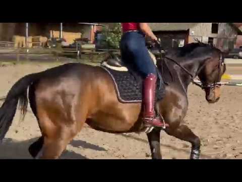 Training Fürst Romancier