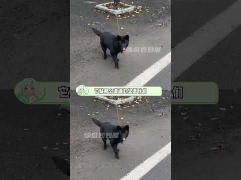 人類用幾百字，就描述出了兩只小狗一輩子的苦難#小狗 #苦難 #心酸 #農村