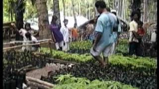 preview picture of video 'Pitalari Plant Nursery in East Timor'