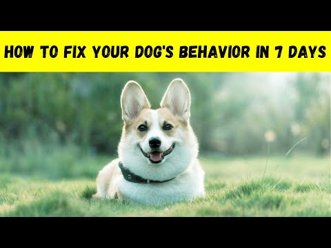 🧠 NEVER scold your dog for this — 5 SECRETS of the ancient burying instinct