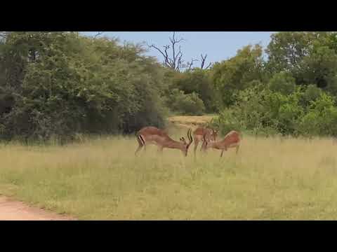 Sabi Sand Private Game Reserve - Young impala males practicing their fighting skills.