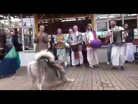 In sochi dog joined the harinnam. and during harinam  he left his body