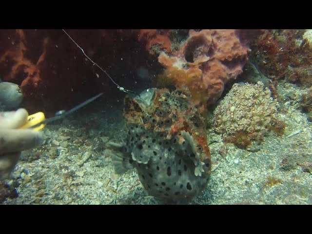 DIVER REMOVES FISHING HOOK FROM MOUTH OF TROPICAL FISH. BUCEADOR QUITA ANZUELO DE LA BOCA DEL PEZ.