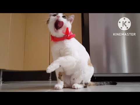 Best Funny cute cats enjoying  YouTube Maje me hai Billi