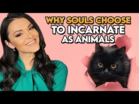Why Souls Choose to Incarnate as Animals and How Pets Choose Their Owners