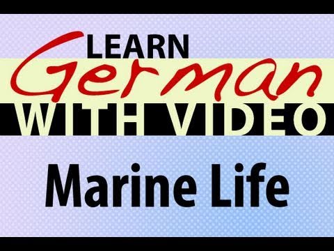 Learn German with Video Common Animals