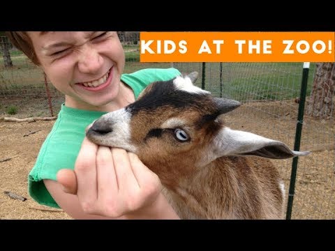 Video Compilation: Kids Visiting the Zoo