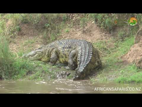 Large Nile Crocodile - Masai Mara River - Wild Africa