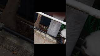 猫ナンパ　久能山ロープウェイ乗り場