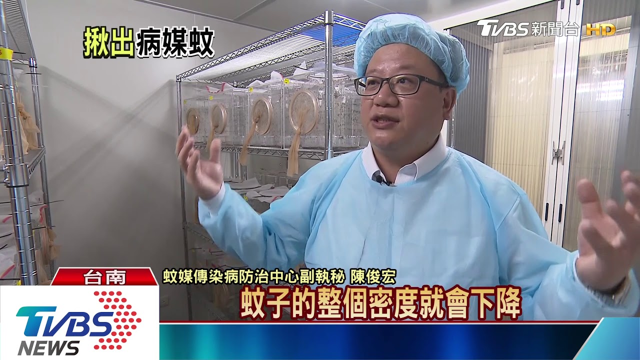 「蚊子館」養殺手部隊　埃及斑蚊「絕育」防疫情