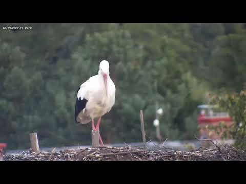Albrechtice, CZ     gólyák/stork  2022.09.02.