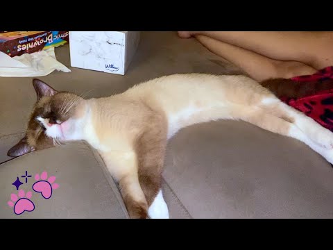My Cat Sleeping in Weird Position | Cat Lying On Back (Sleeping Cat Twitching)