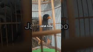 Download lagu jalak kebo saling saut keras mp3