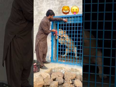 Lion enjoy the food 🥘 tiger #tigerspotted #wildcats #animals #wildliferescue #bigcats #wildlife🦁🦁