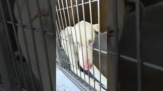 Video preview image #1 Doberman Pinscher Puppy For Sale in Buffalo, MN, USA