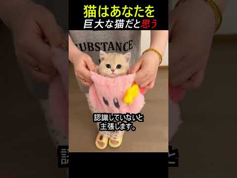 猫はあなたを巨大な猫だと思う
