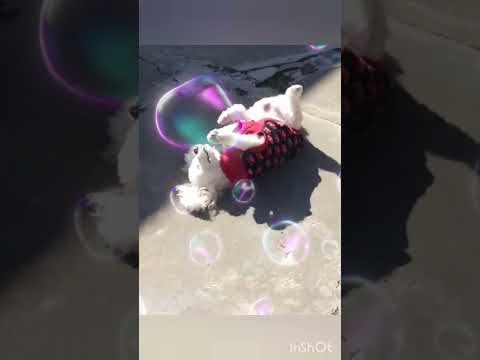 ❤ Cielito... tratando de aplastar un bichito.😂😂#Animales #Mascotas