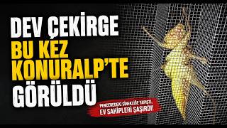  Dev Çekirge Bu Kez Konuralp’te Görüldü