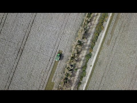 The Point: The anti-Chinese rhetoric and biased reporting against Xinjiang cotton