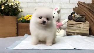 Video preview image #1 Pomeranian Puppy For Sale in SEATTLE, WA, USA