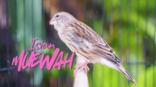 Download lagu MATERI ISIAN MEWAH FAVORITE - MASTERAN KENARI ISIAN BLACKTHROAT GACOR SUARA JERNIH PANJANG JUARA mp3