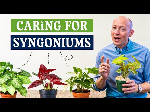 Syngonium Care Tips | Light, Water, Soil, Fertilizer & Pet Safety