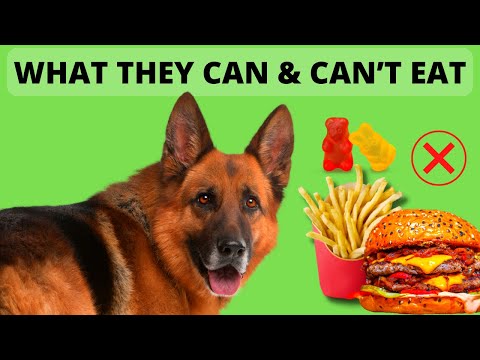 German Shepherd Diet – What They Can and Can’t Eat 🐕🥫🥯