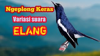 Download lagu listen to the sound of birdsong, your heart will relax and feel comfortable mp3