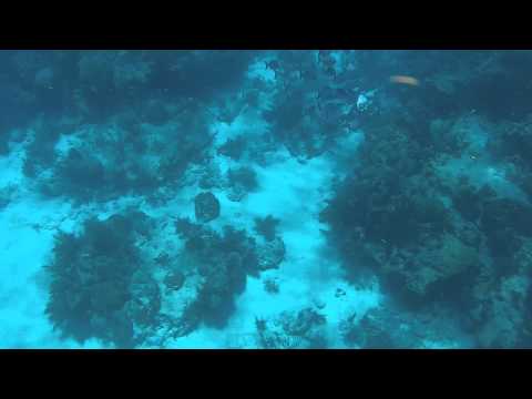 GoPro - Looe Key Reef Snorkeling