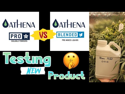 New Athena Product Test - Pro Line VS Blended - Fixing The Issues - Flower Day 42