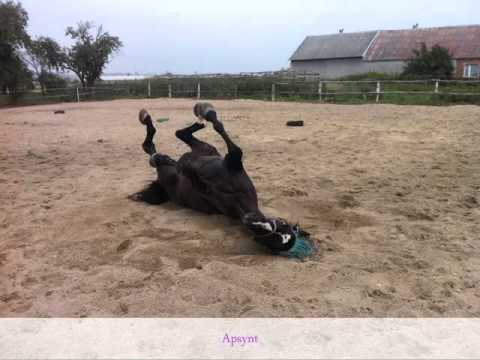Konie ze stadniny koni Wielkie Stwoolno i JKS Czarna Podkowa Gródek