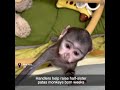 Handlers help raise half-sister patas monkeys born weeks apart at an upstate New York zoo