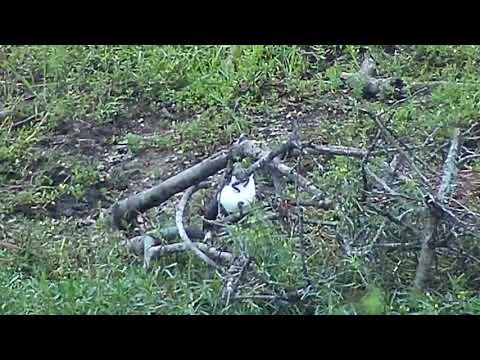 Djuma: Foam Nest Frog working on foam nest  - 05:13 - 12/17/20
