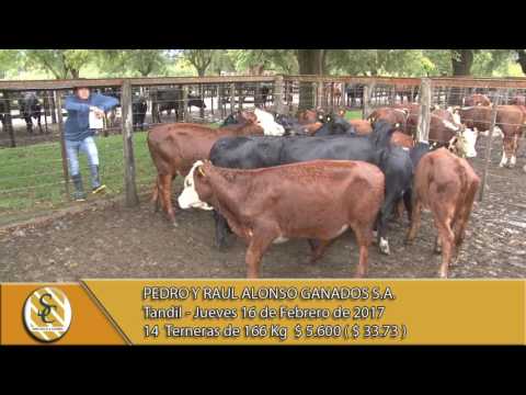 16-02-17 Venta de Hembras - Pedro y Raul Alonso Ganados S.A. - Tandil.