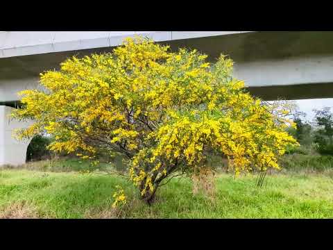 Golden wattle (Acacia pycnantha), a native Australian flowering tree, Kellyville, NSW, Australia
