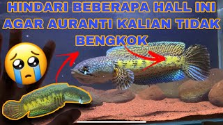 Download lagu BEBERAPA FAKTOR PENYEBAB AURANTI BENGKOK 😭‼️ #channaaurantimaculata #auranti #channamaru mp3
