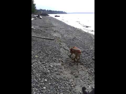 Pea, best outdoor partner and BFF in Seattle, an adopted Labrador Retriever & Boxer Mix in Bonney Lake, WA_image-1