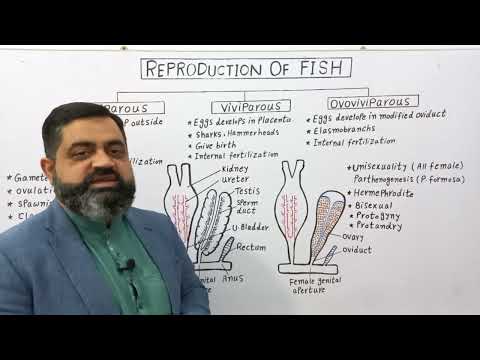 , title : 'Reproduction in Fish Urdu/Hindi medium @prof.masoodfuzail| Oviparous Fish | Viviparous Fish'
