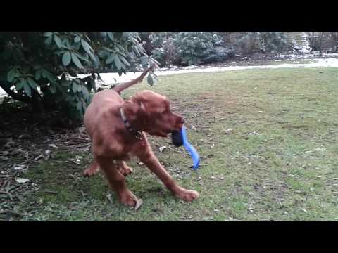 Irish Setter puppy freaking out