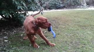 Irish Setter puppy freaking out