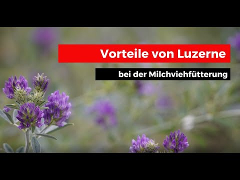 Luzerne verfüttern - Das sind Ihre Vorteile