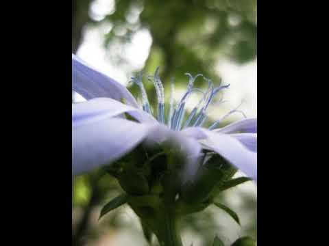 The Animals Voice magazine, an interview by Susan Barzallo thumbnail