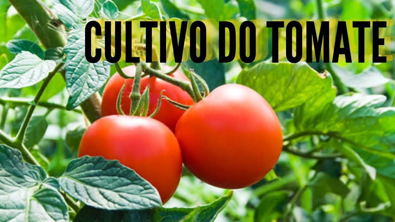 Como iniciar o cultivo de tomate