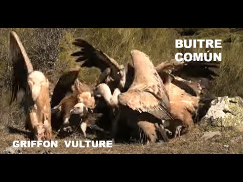 BUITRE COMÚN | GRIFFON VULTURE | Gyps fulvus