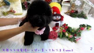 Toy Poodle #138 - From Teddymommy