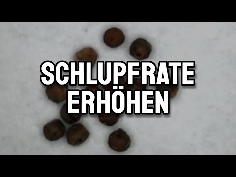 How Triops manipulate the hatching rate of their eggs