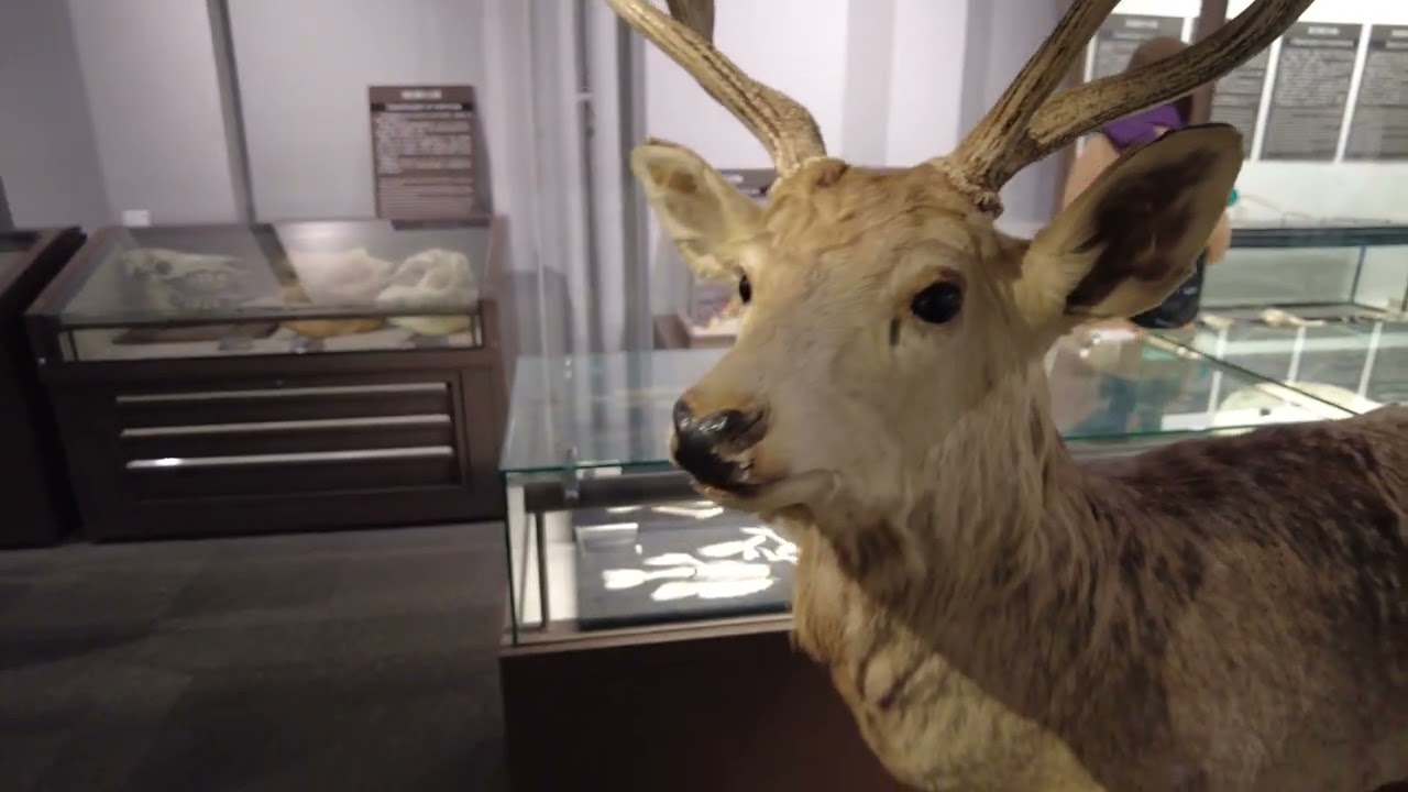 Embark on an engaging virtual exploration of the Hokkaido University Museum.