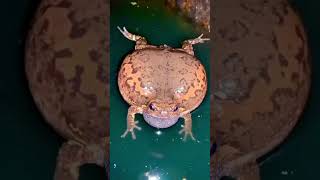 Download lagu Suara kodok malam yang unik bikin suasana jadi tenang banget 🐸 #suarakodok #katak #shorts #hewan mp3 Download lagu Suara kodok malam yang unik bikin suasana jadi tenang banget 🐸 #suarakodok #katak #shorts #hewan mp3