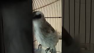 Download lagu SUARA BURUNG TRUCUKAN FIGHTER❗❗❗ #burung #kicaumania #ropeltrucukan mp3