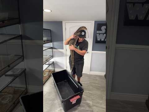 Second Largest Lizard in the World! (Asian Water Monitor) (Varanus Salvator)